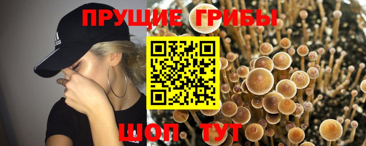 Псилоцибиновые грибы GOLDEN TEACHER Красный Сулин